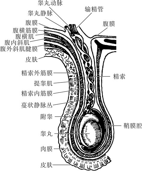 男生的生殖器|男外生殖器(实图)